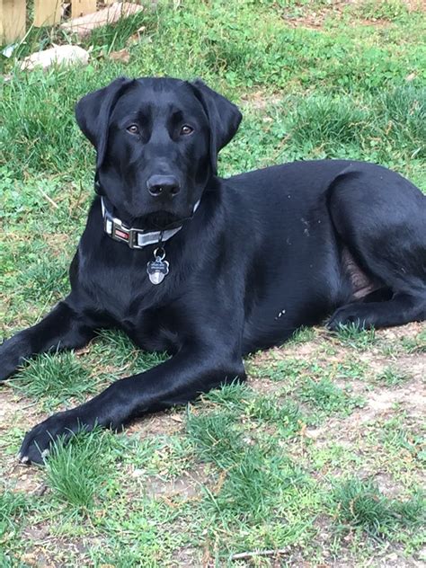 black lab 6 months